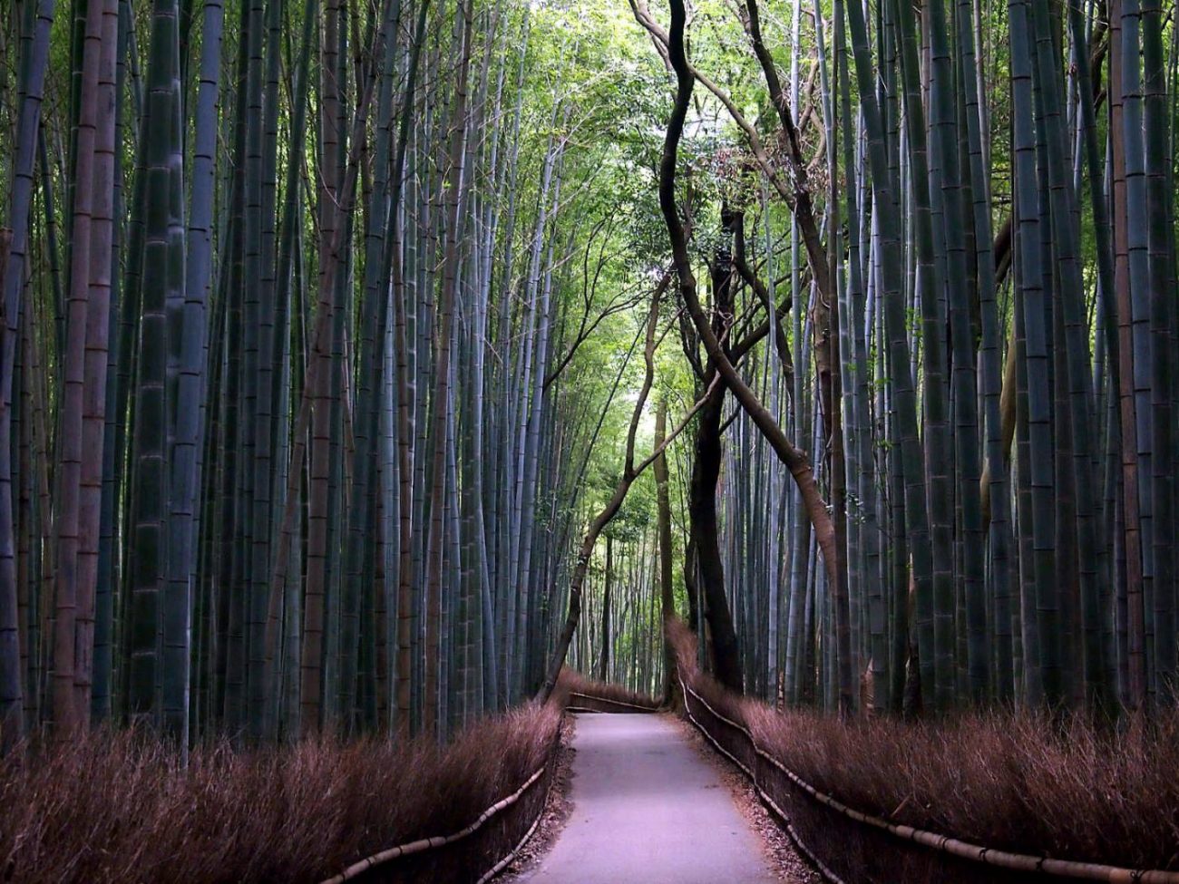 El bosque de bambú de Arashiyama